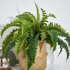 Plantas Artificiales<CASA Boston Planta Helecho Verde